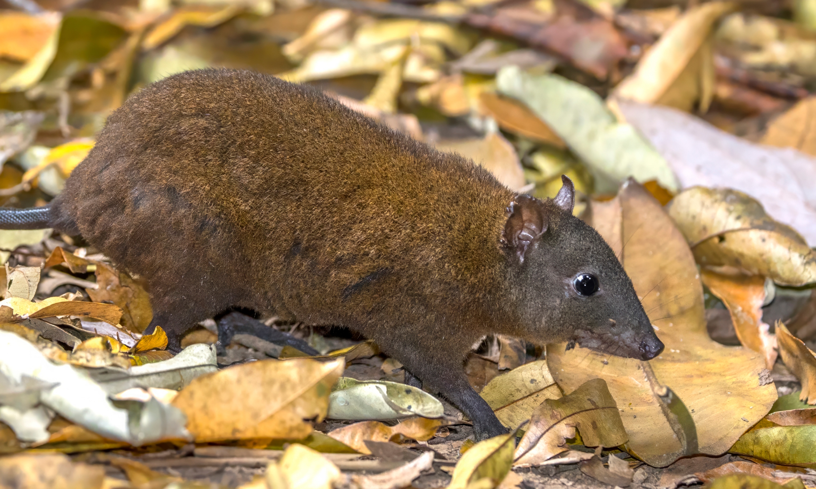 Musky rat-kangaroo By Charles J. Sharp - Own work, from Sharp Photography, sharpphotography.co.uk, CC BY-SA 4.0, https://commons.wikimedia.org/w/index.php?curid=143473295