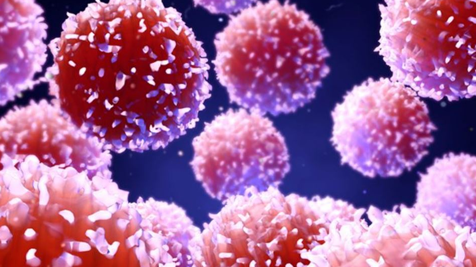 Image showing many B-cell lymphocytes - a type of white blood cell