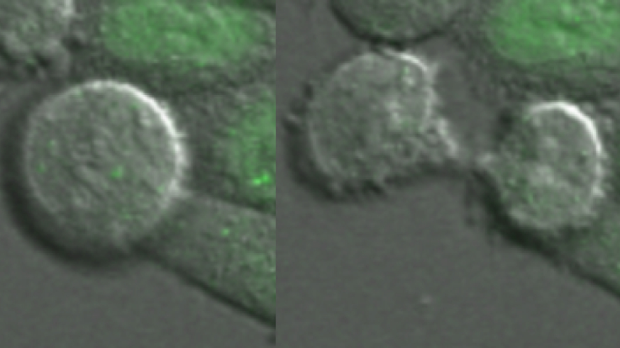 Cell division