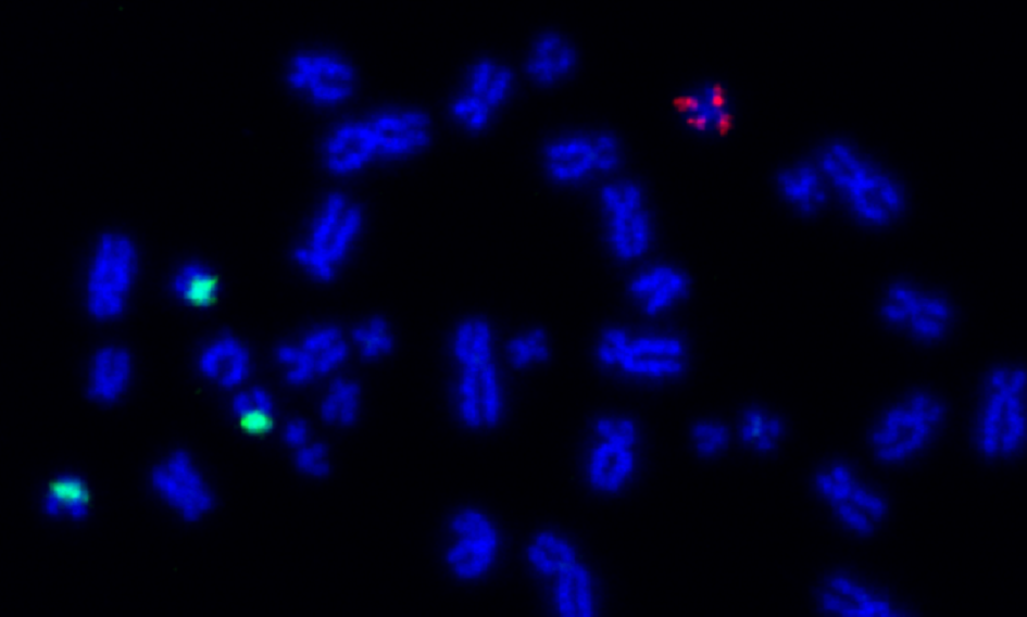 Chromosomes_Jessica Downs_945x568 Chromosomes_Jessica Downs_945x568