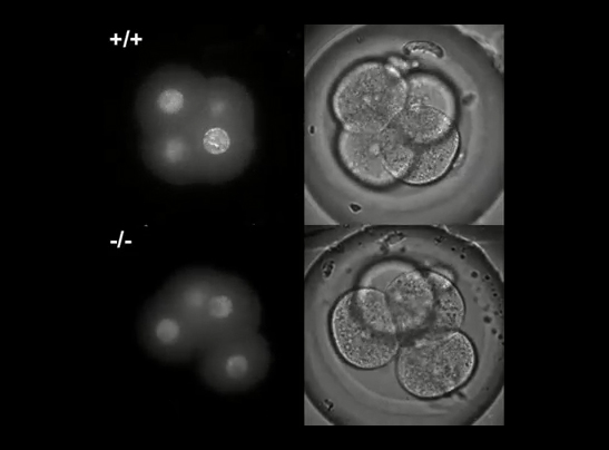 Microscopic mouse embryos developing over time Microscopic mouse embryos developing over time
