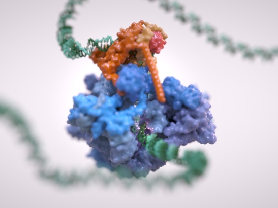 RNA Polymerase III