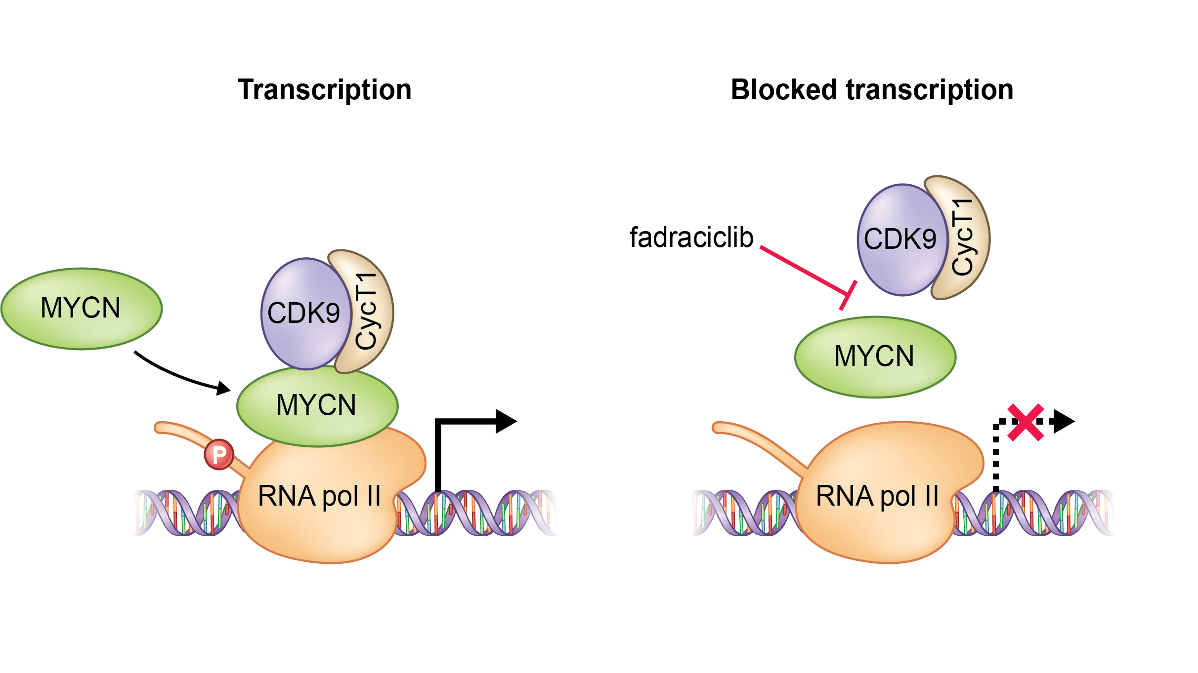 Transcription schematic