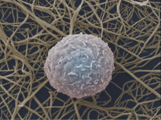 white blood cell white blood cell