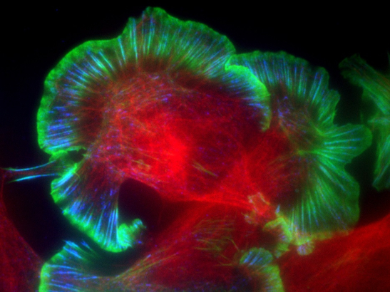 Winning image for competition - Chris Bakal - 547x410 Winning image - Dr Chris Bakal & Oliver Inge