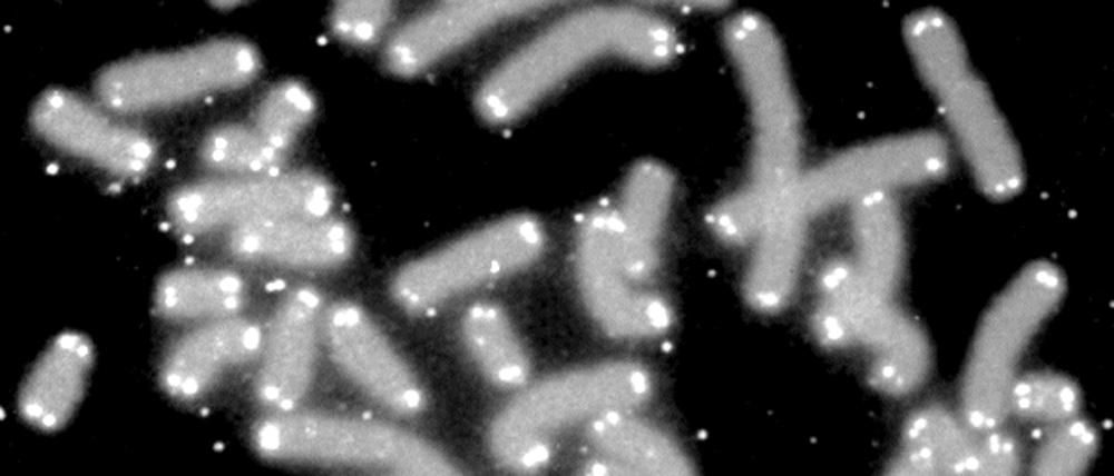 telomere_caps